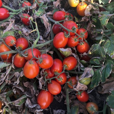 5108 F1 - cемена детерминантного томата, 95-100 дней, 100000сем., Lark Seeds